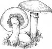 Champignons N&B