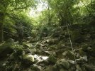 Sous-bois