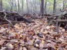 Sous-bois