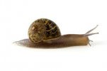 Escargot photo